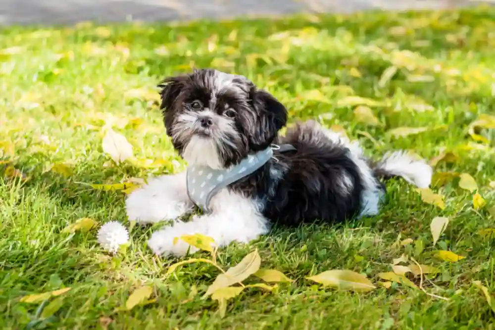 A lifetime of health and happiness for your Shih Tzu is helped by a diet that is both nourishing and well-balanced. Black and white Shih Tzu dog laying on the grass