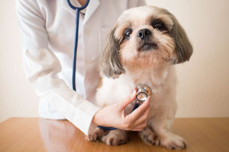 Shih Tzu health information Shih Tzu health check