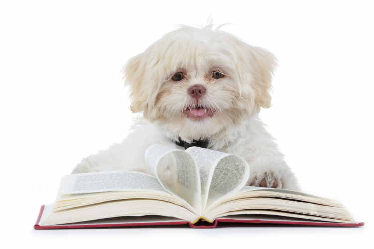 Shih Tzu information history White liver Shih Tzu on an open book