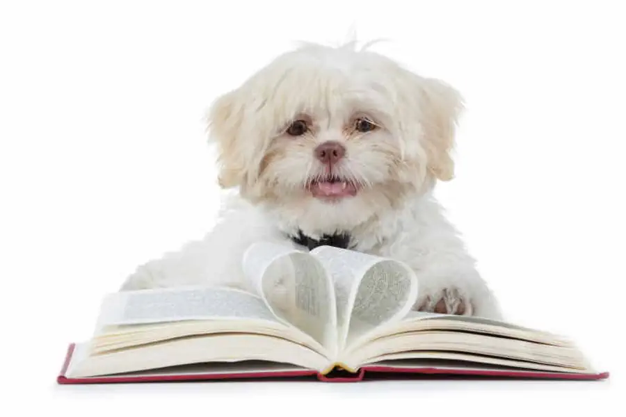 Shih Tzu information White Shih Tzu dog with an open book in front