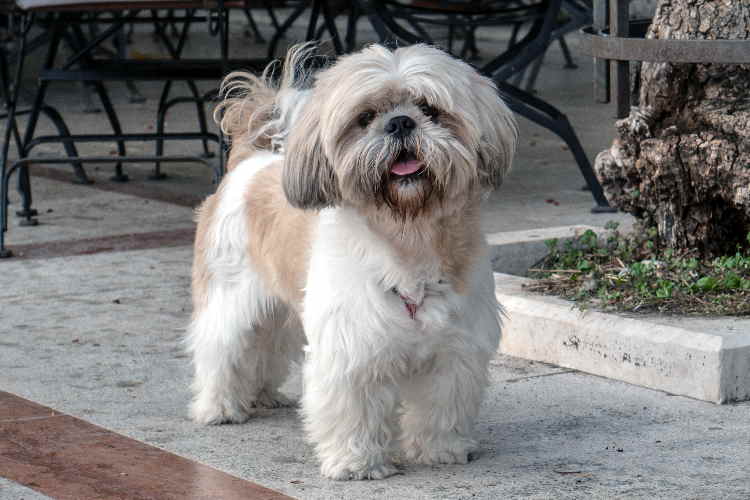 how many hours of sleep do shih tzus need