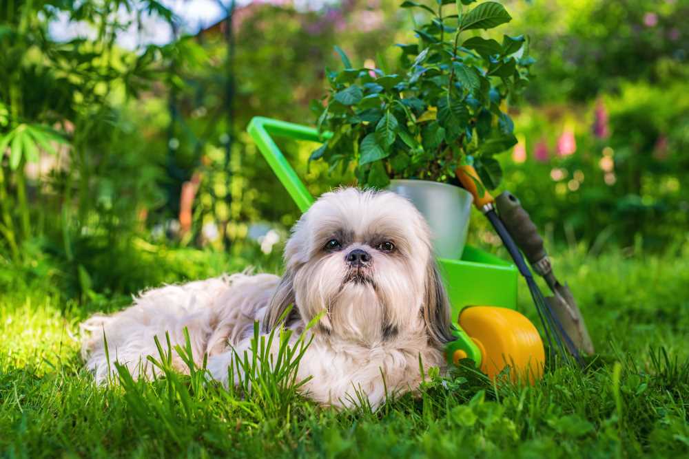 Learn if it's safe to leave Shih Tzus alone outdoors, factors to consider, potential dangers & protective measures.