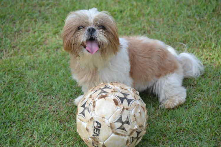 Lhasa apso shih tzu shop mix price