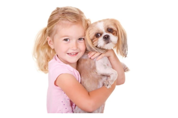 Little girl holding a tan and white Shih Tzu