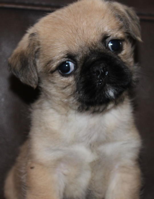 pug cross shih tzu puppies for sale