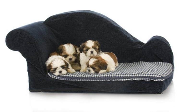 What to do before bringing home a Shih Tzu puppy Shih Tzu puppies on a small puppy couch
