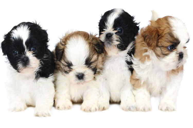 how many puppies does a shih tzu usually have