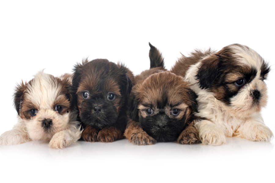 Shih Tzu Puppy Colors: Common, Rare and Changes