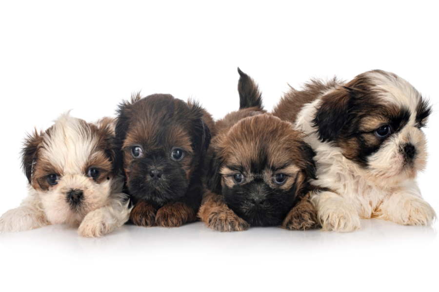 how many puppies does a shih tzu usually have