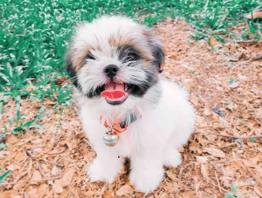 will puppies lose their canine teeth