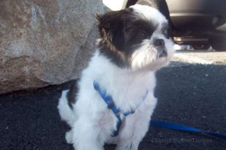 Shih vs. Maltese vs. Havanese: Breed Comparison