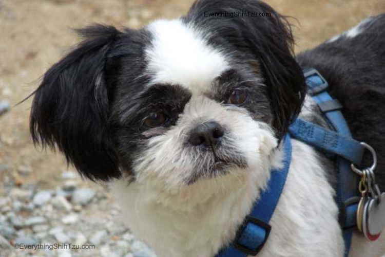 Max, a liver and white Shih Tzu