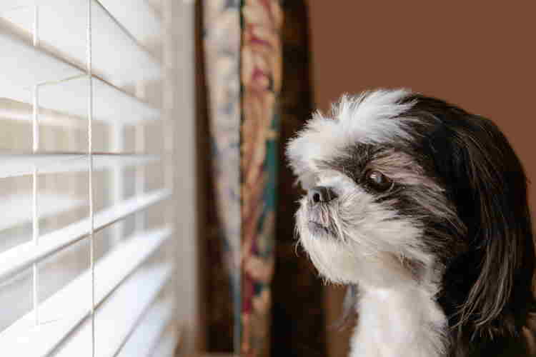 Black and white Shih Tzu dog looking out window
