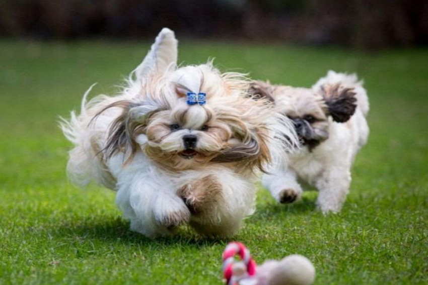 shih tzu favorite toys