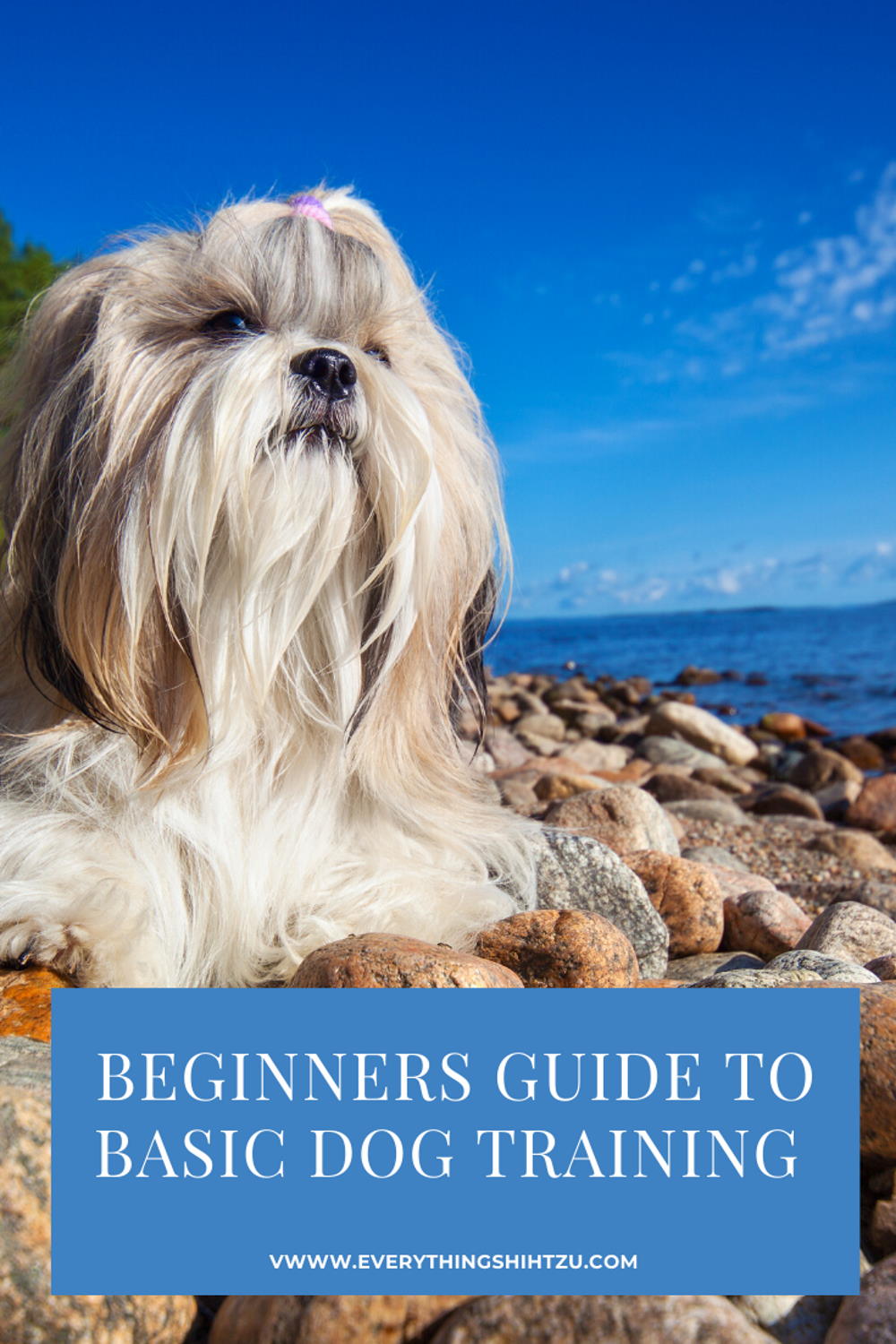 Intro to Shih Tzu Training