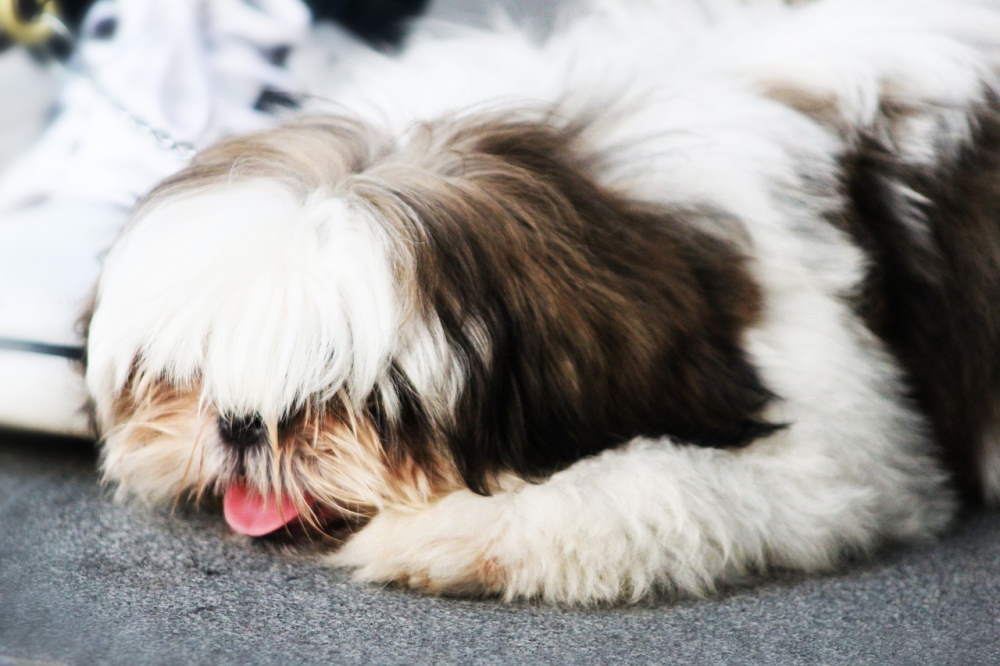 Shih Tzu dog laying on floor with hair covering its eyes