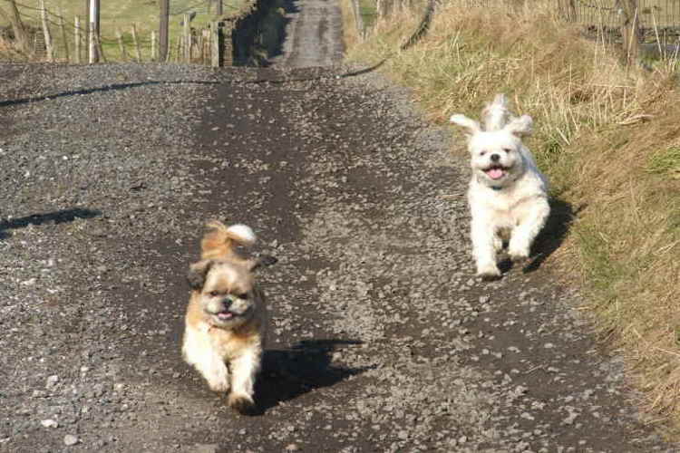 What do Shih Tzu and Lhasa Apso have in common? What Shih Tzu and Lhasa Apso have in common