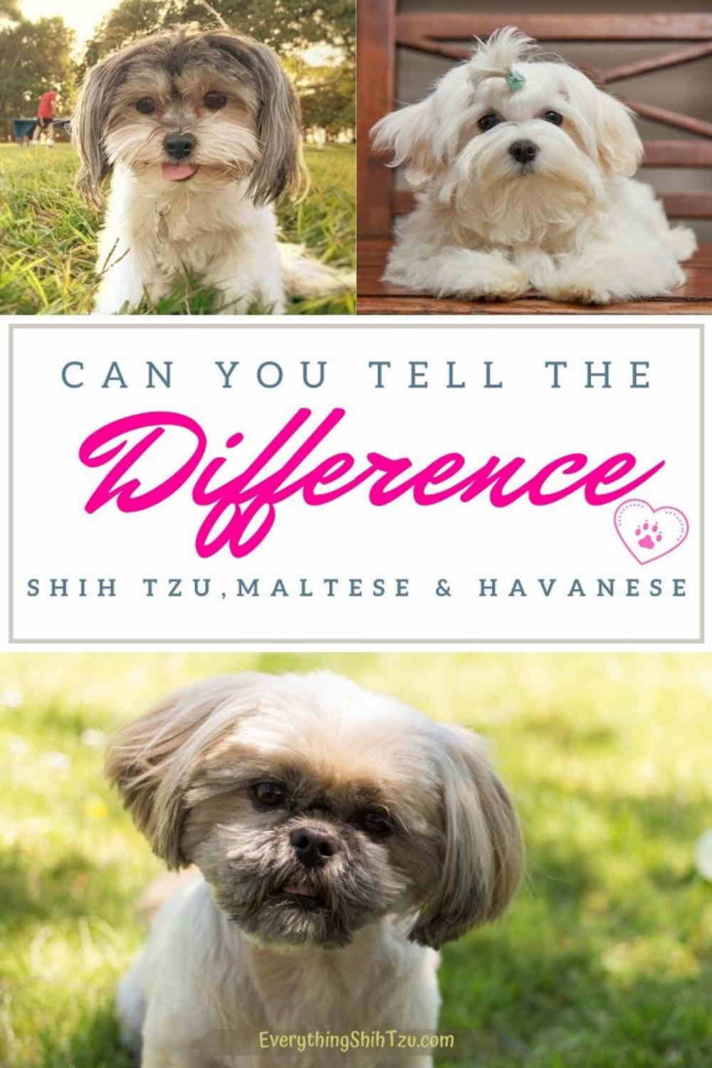 bichon havanais shih tzu