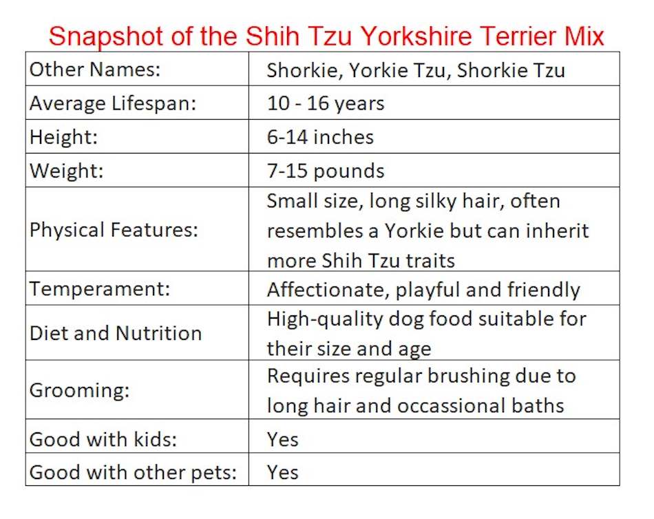 Shorkie mix  Shorkie mix