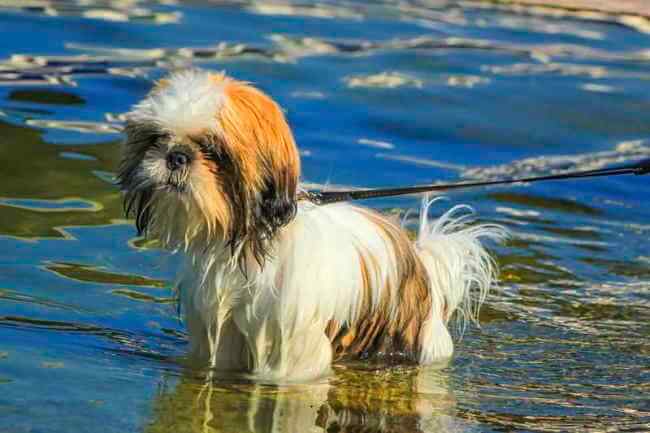 shih tzu life jacket