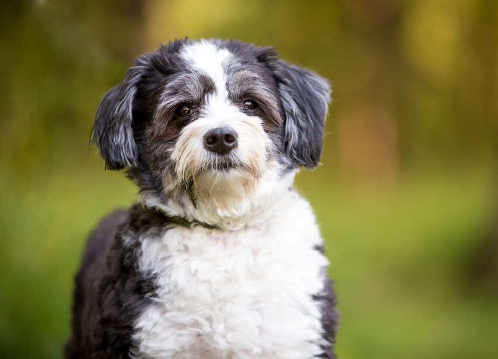 Do shih poos sales shed