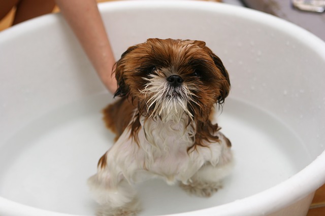 can i bathe my shih tzu once a week