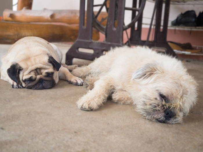 Shih tzu best sale pug puppy