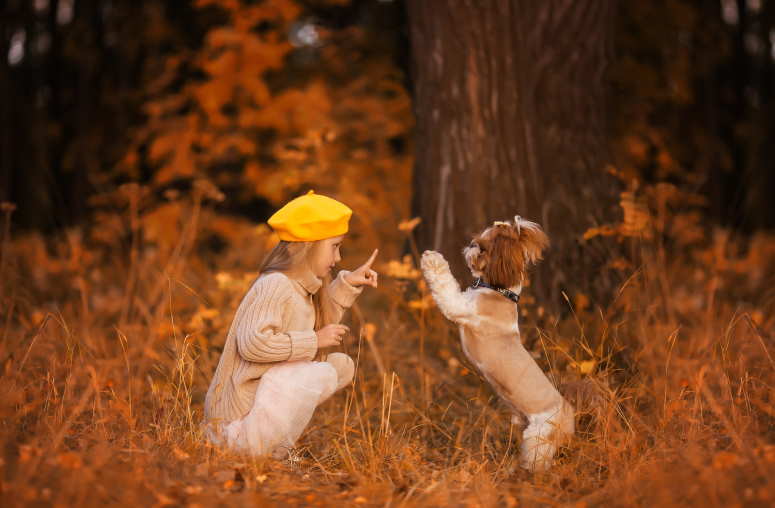 Shih Tzu Training