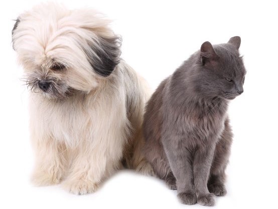 do shih tzus get along with cats