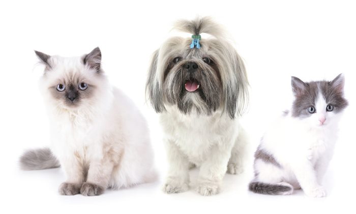 do shih tzus get along with cats