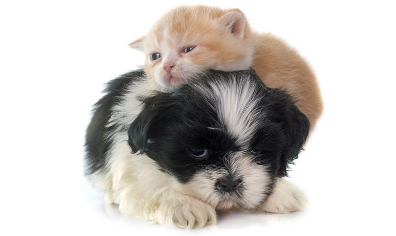 do shih tzus get along with cats