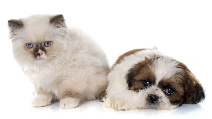 do shih tzus get along with cats