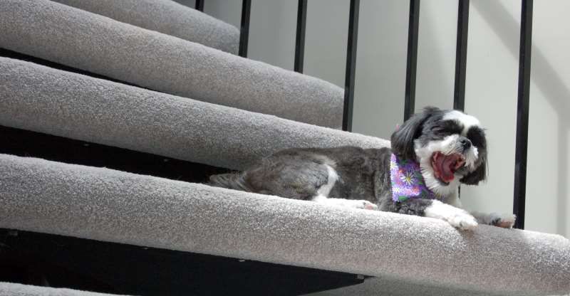 when can puppy do stairs