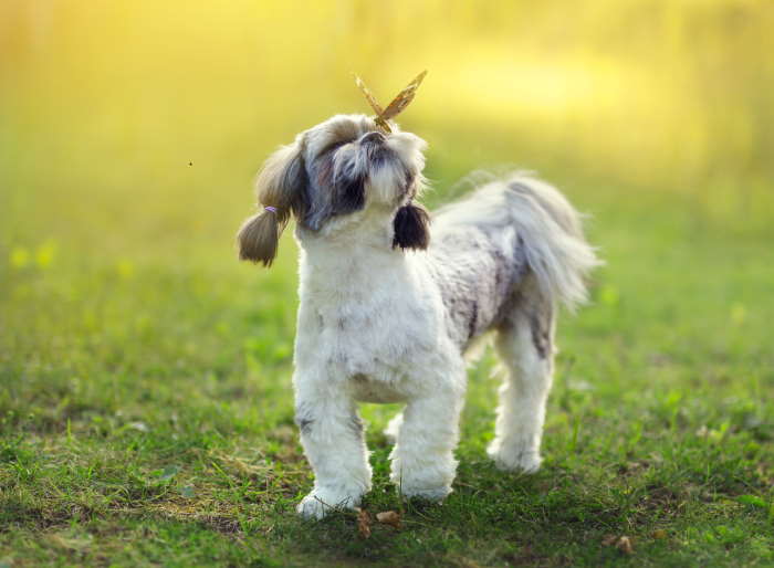 shih tzu aggressive to other dogs