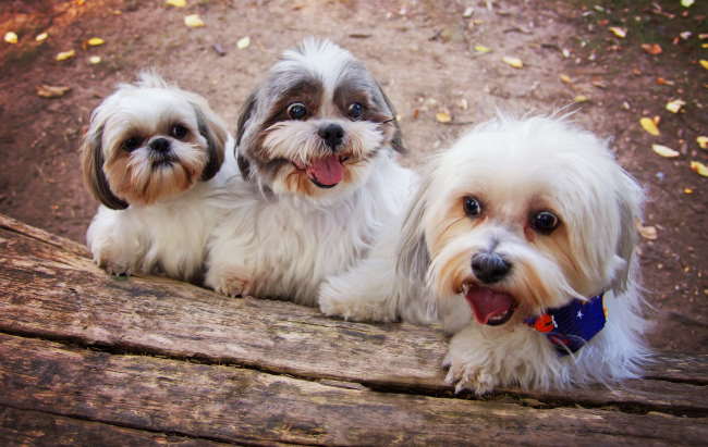 shih tzu aggressive to other dogs