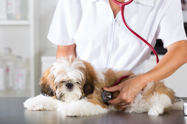 Preventive care with regular health checks is an excellent way to keep your Shih Tzu in optimal health. Tan and white Shih Tzu getting a health check