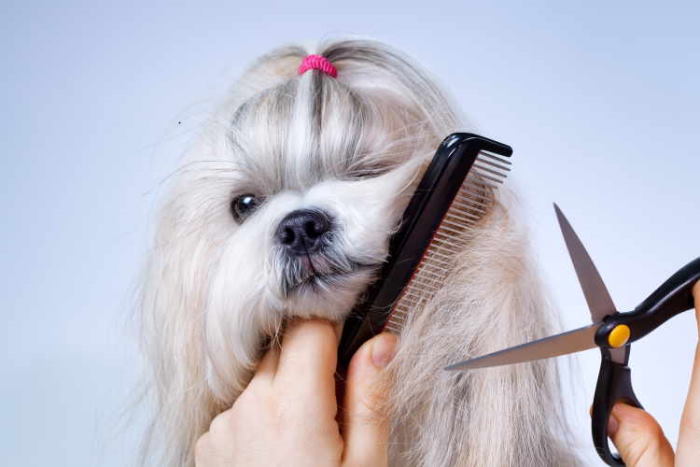 The fact is that Shih Tzu will need regular grooming. With all that hair it's easy to see why Shih Tzu getting groomed