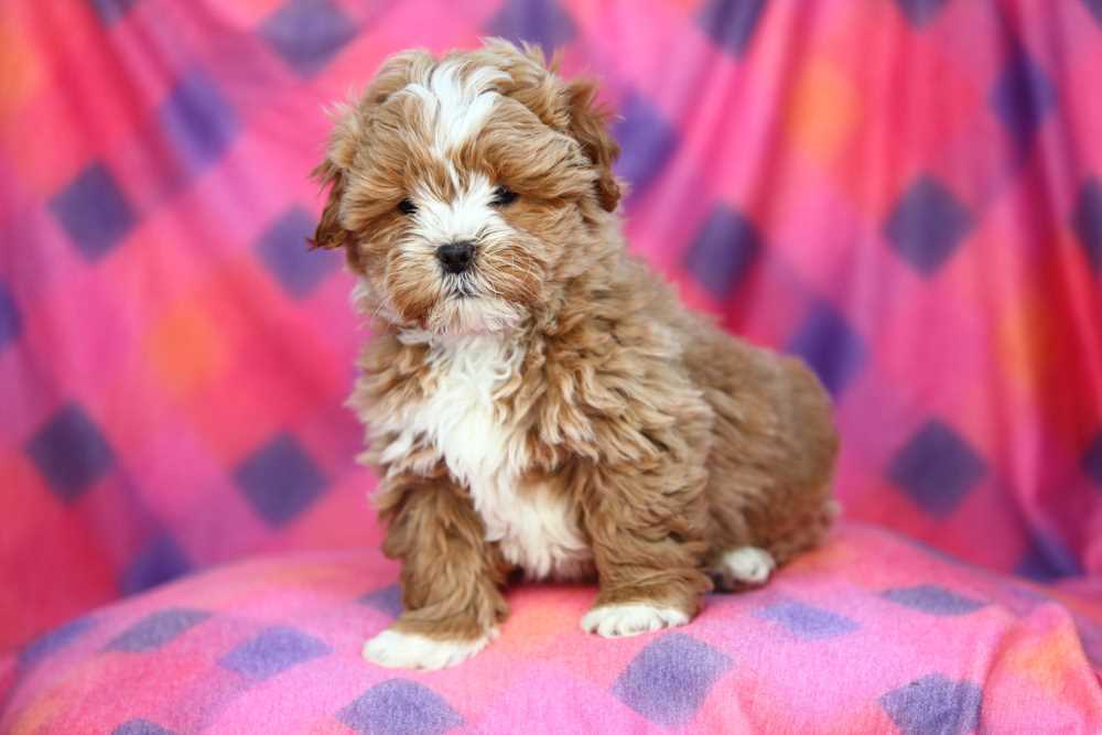 The Shih Poo also known as Shipoo and Pooshih Shih Poo hybrid mix