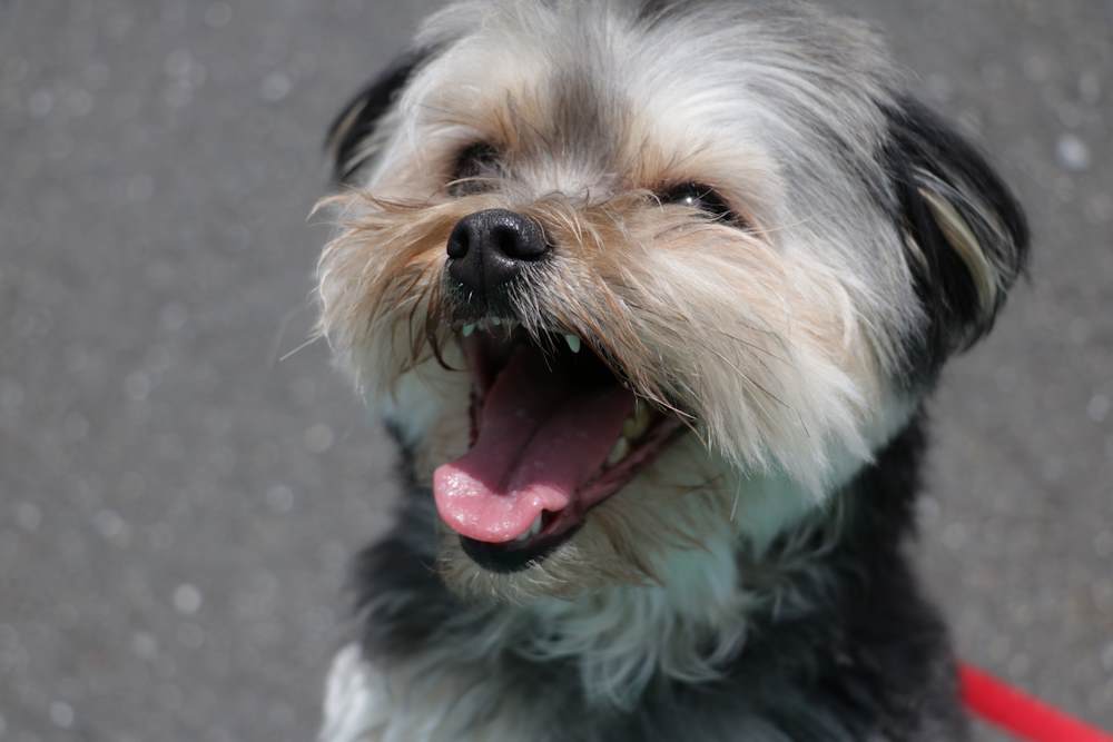 Shorkie is a mix between a Shih Tzu and a Yorkshire Terrier dogs Shorkie mix smiling