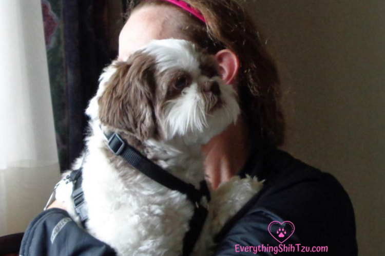 10 ways dogs show they love you 10 Signs Your Dog Loves You