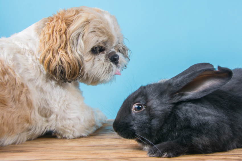 do dogs and rabbits get along