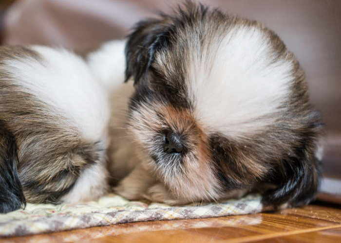 shih tzu small size