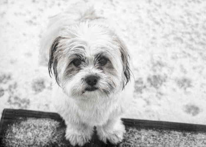 Stress in dogs can lead to chronic conditions Black and white image of Shih Tzu dog