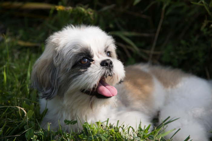 How To Keep a Shih Tzu Cool in the Summer