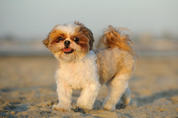 how do you groom a shih tzu face