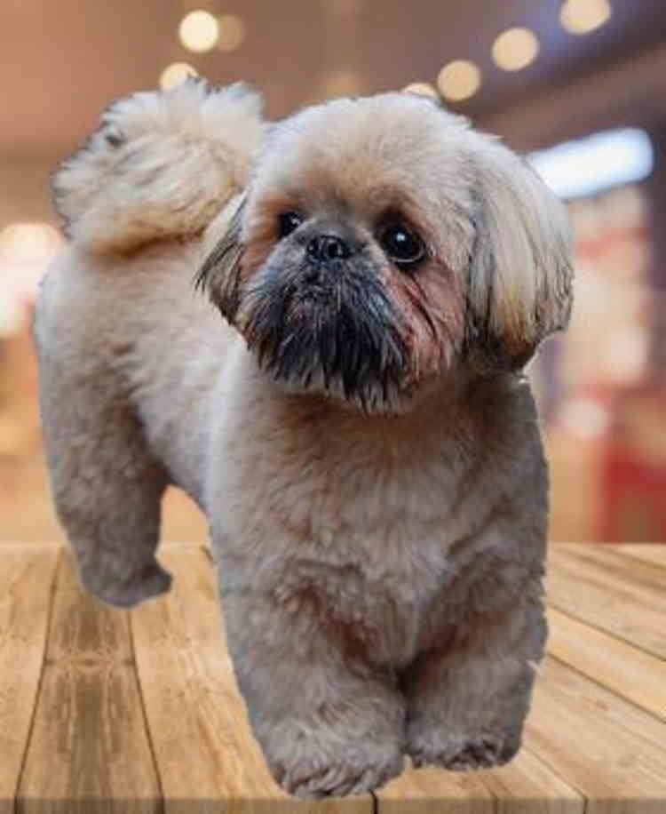 teddy bear faces shih tzu puppies