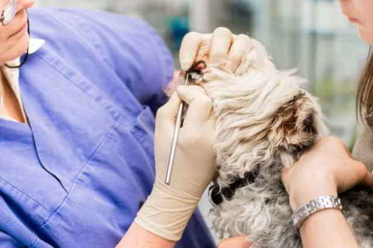 Shih Tzu Lifespan: How Long Do Shih Tzus Live