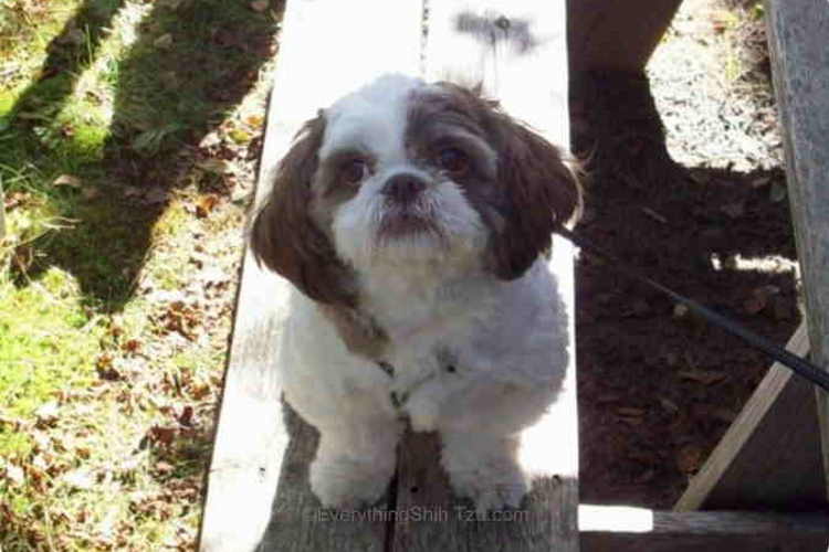 Max the Shih Tzu patiently sitting on a picnic table