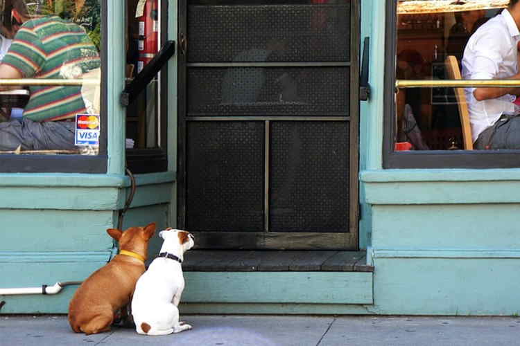 Top 10 things you need to do before traveling with your dog. Learn what you should do before going on your trip away from home, and a few things you should never do when traveling with your furry friend.