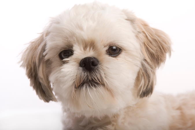 How to Cut Hair Around Shih Tzu Eyes?